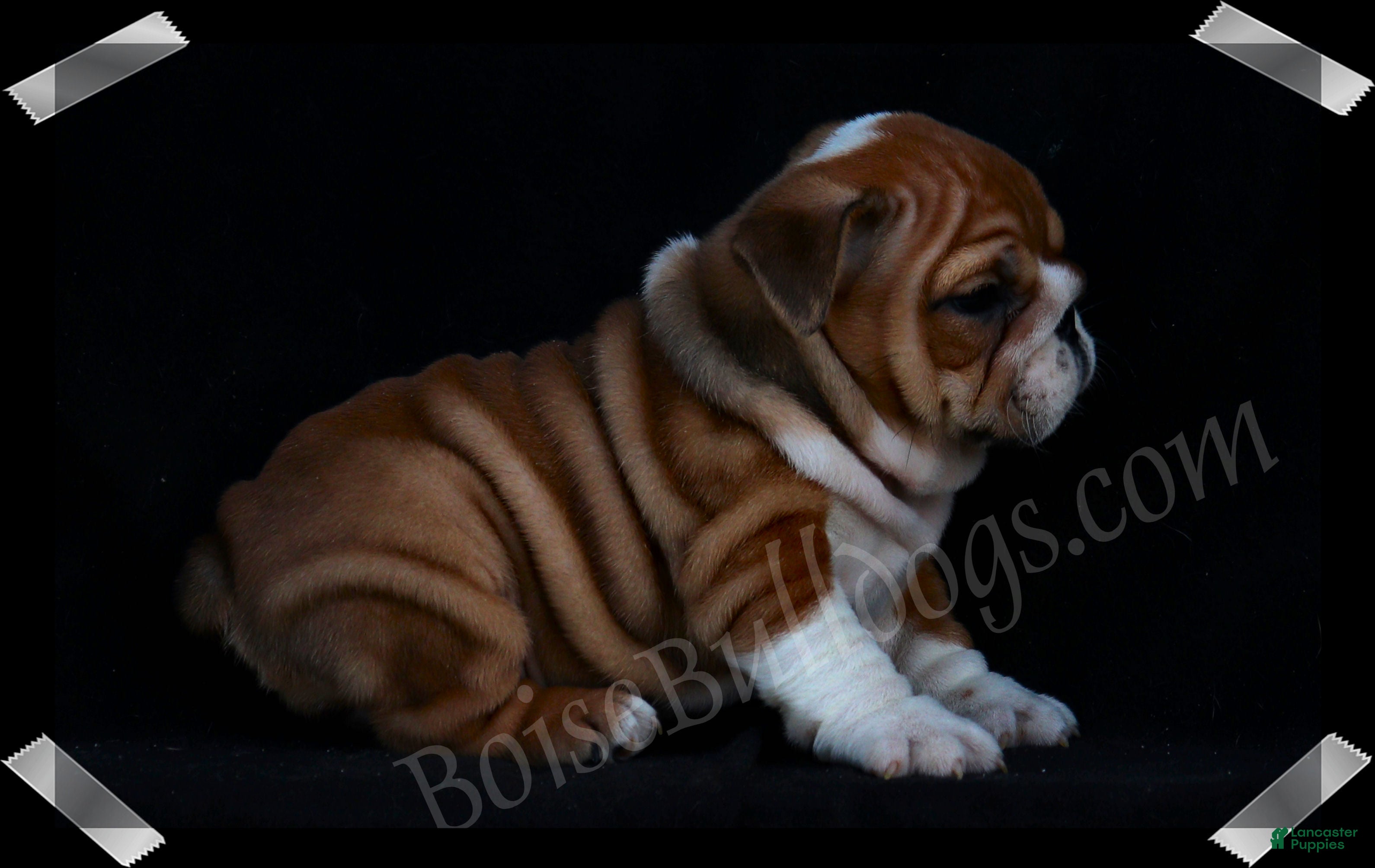 English Bulldog dogs  Helga (F) - Ad 2
