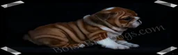 English Bulldog dogs for sale:  Helga (F) - Ad 2