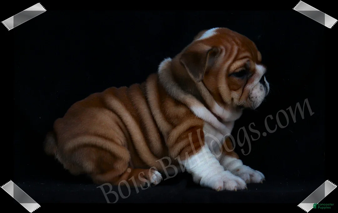 English Bulldog dogs for sale:  Helga (F) - Ad 2