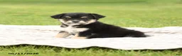 Mixed Breed dogs for sale: Nevada - Ad 5