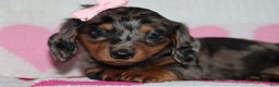 Miniature Dachshund dogs for sale: Miley - Ad 4