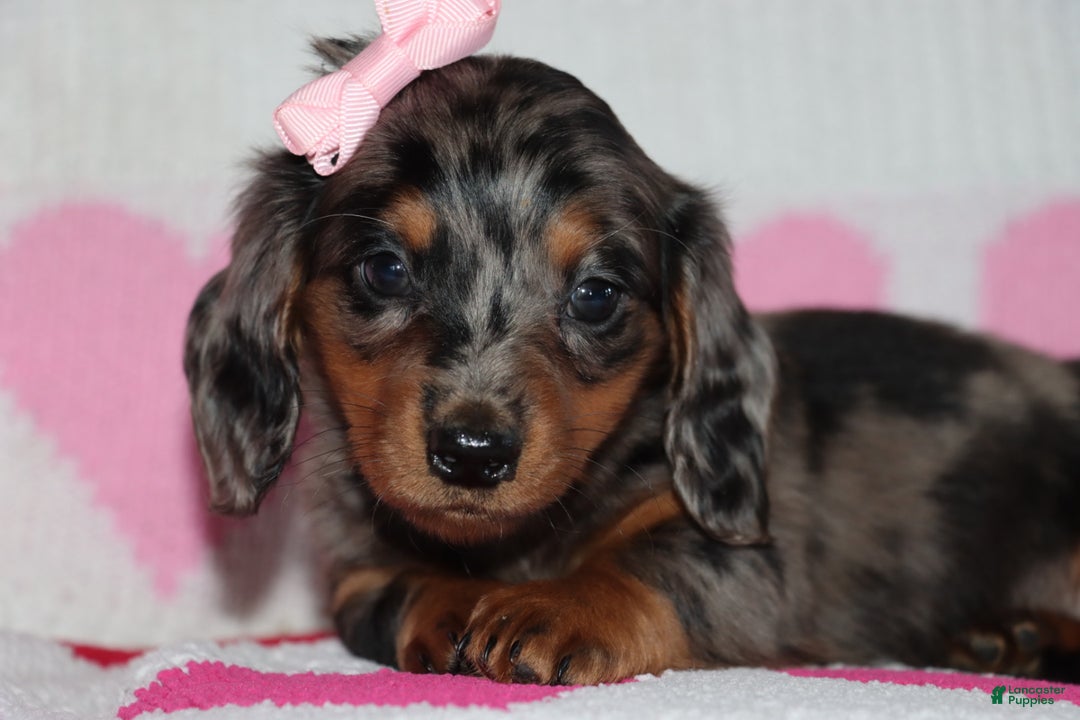 Miniature Dachshund dogs for sale: Miley - Ad 4