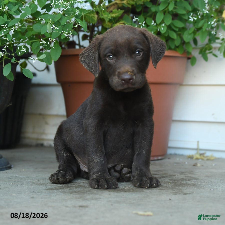 Labrador Retriever dogs Pesley - Ad 1