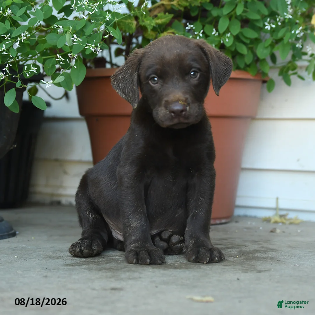 Labrador Retriever dogs for sale: Pesley - Ad 1