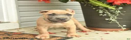 Cane Corso dogs for sale: Max - Ad 5
