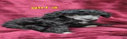 Toy Poodle dogs for sale: AKC Silver girl 3 - Ad 3