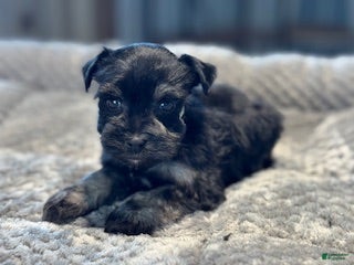 Miniature Schnauzer dogs Bunny - Ad 1