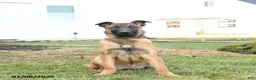 Belgian Malinois dogs for sale: Pablo  - Ad 3