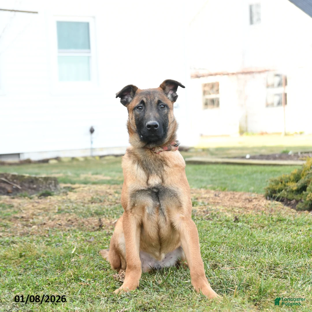 Belgian Malinois dogs for sale: Pablo  - Ad 3
