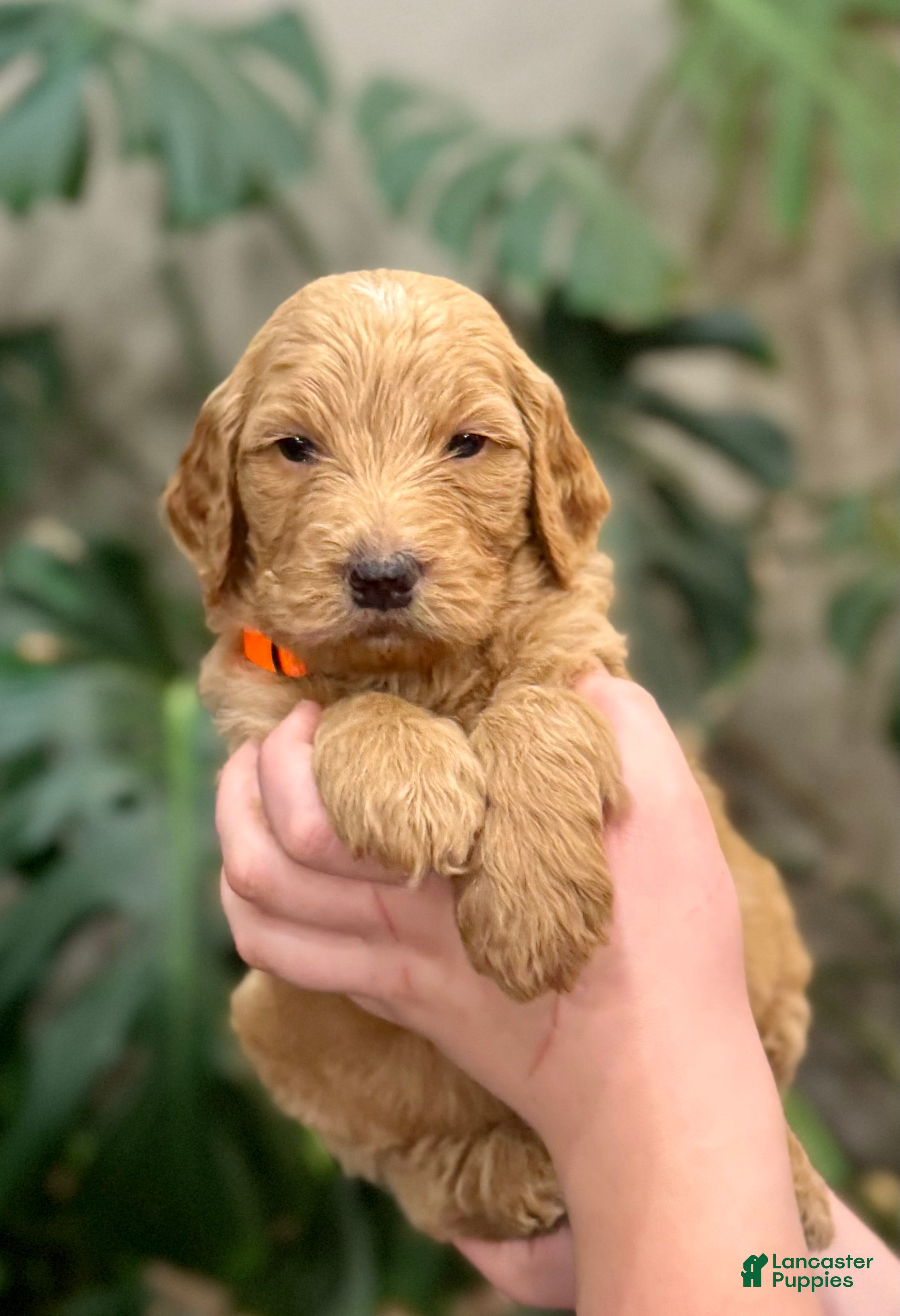 Goldendoodle dogs Larry - Ad 9