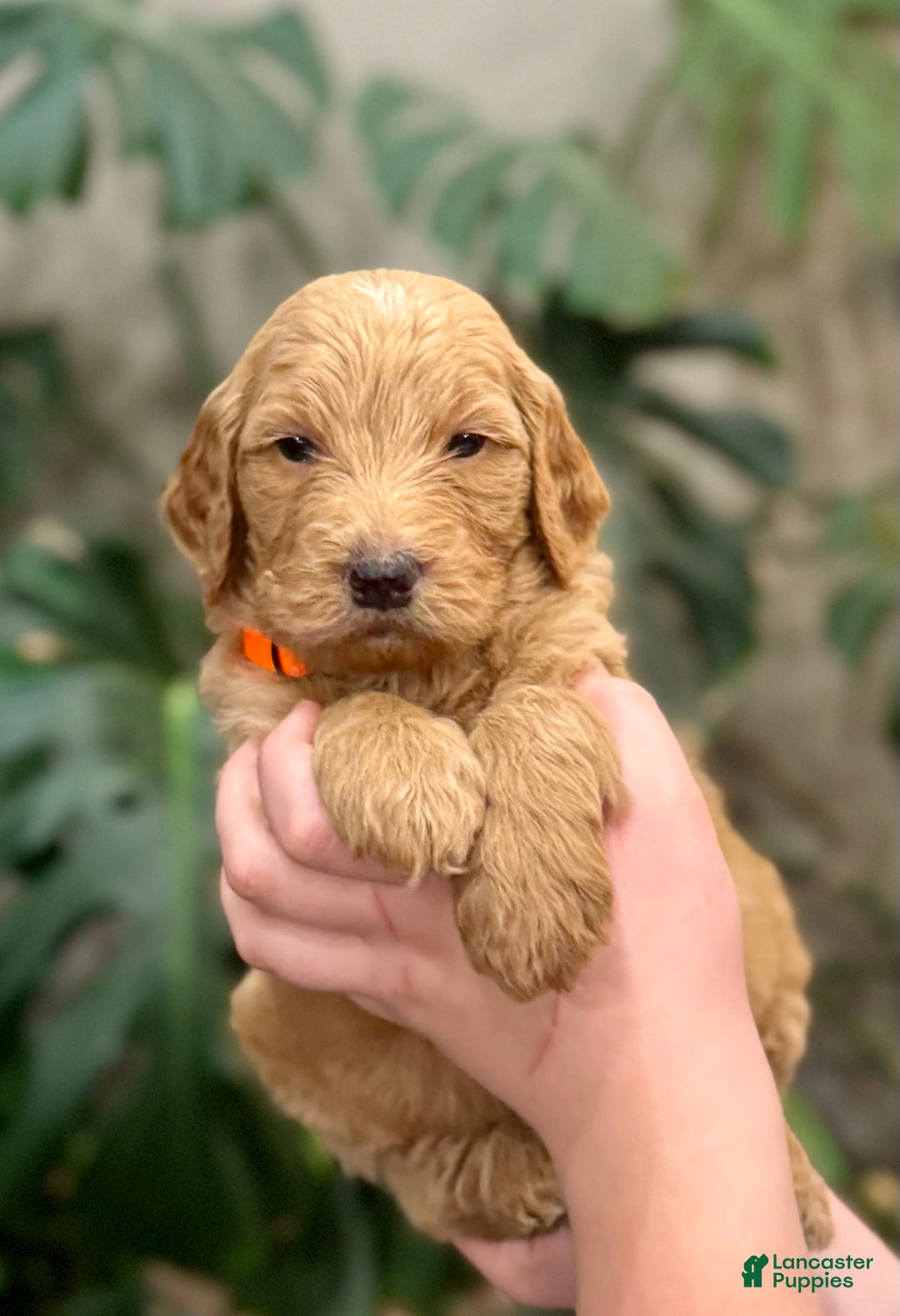 Goldendoodle dogs for sale: Larry - Ad 1
