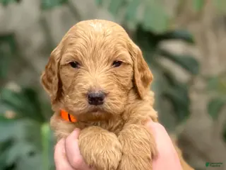 Goldendoodle dogs Larry - Ad 26