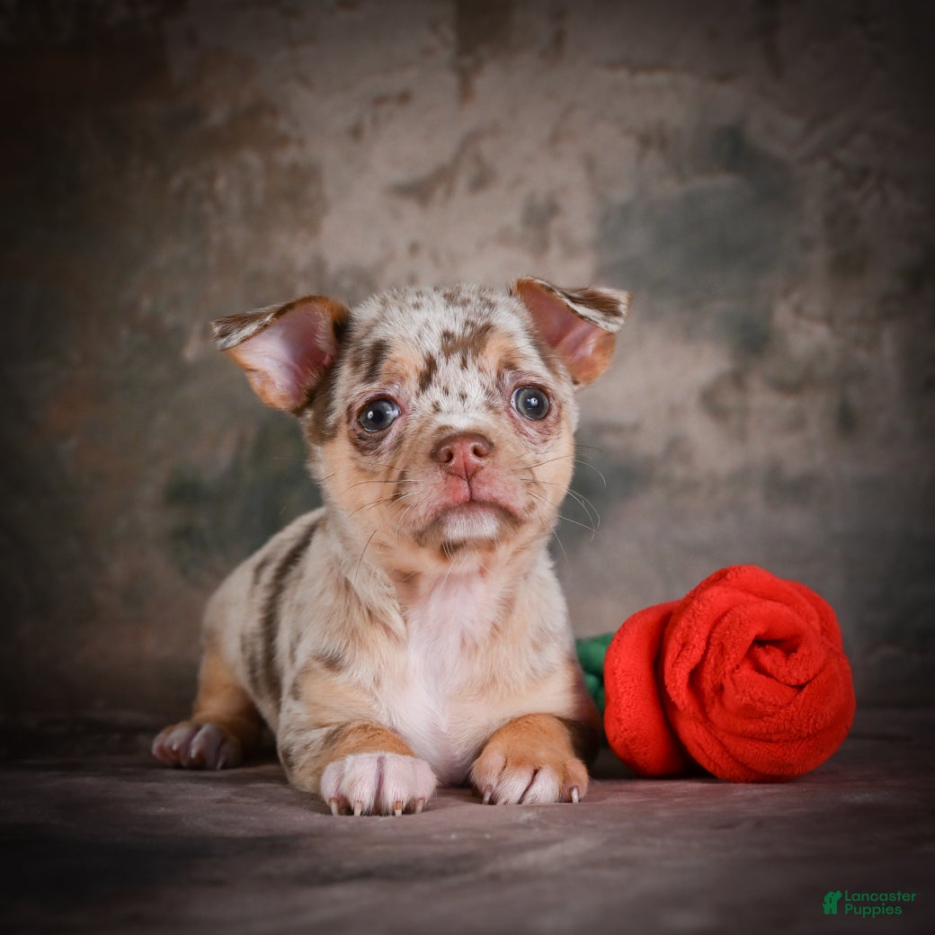 Chihuahua dogs for sale: Cash - Ad 3