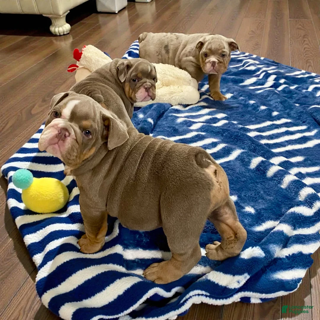 English Bulldog dogs for sale: Ava - Ad 1