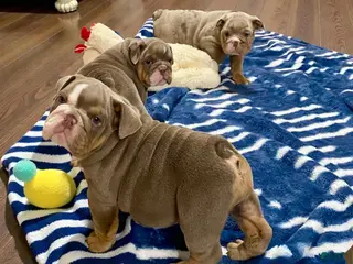 English Bulldog dogs Ava - Ad 5