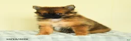Pomeranian dogs for sale: Tori - Ad 3
