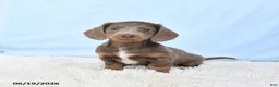 Miniature Dachshund dogs for sale: Isabella - Ad 3