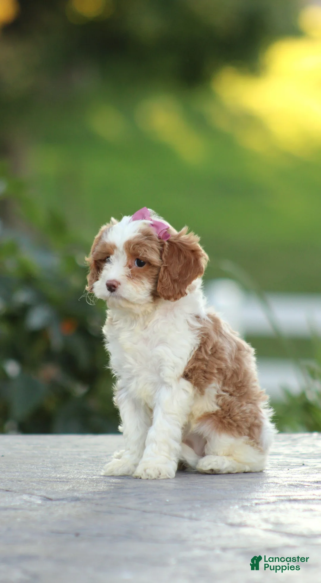 Cavapoo dogs for sale: Barbie - Ad 1