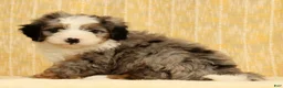 Mini Bernedoodle dogs for sale: River - Ad 3