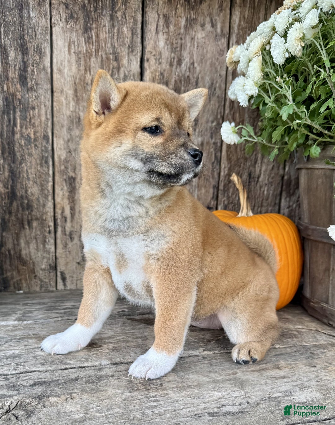 Shiba Inu dogs for sale: Fiona - Ad 7