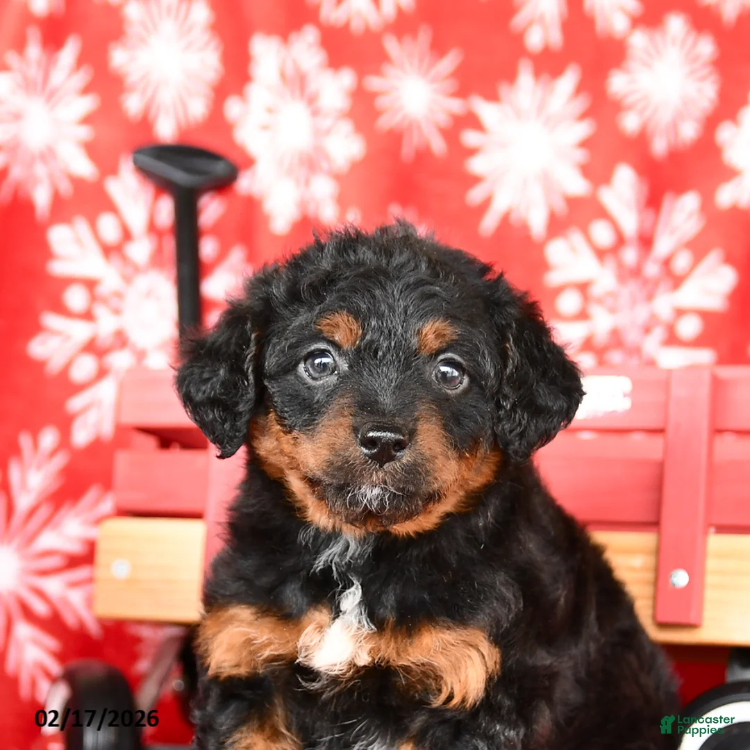 Mixed Breed dogs for sale: Tessa - Ad 4