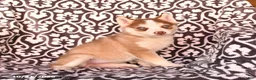 Pomsky dogs for sale: Chili - Ad 5