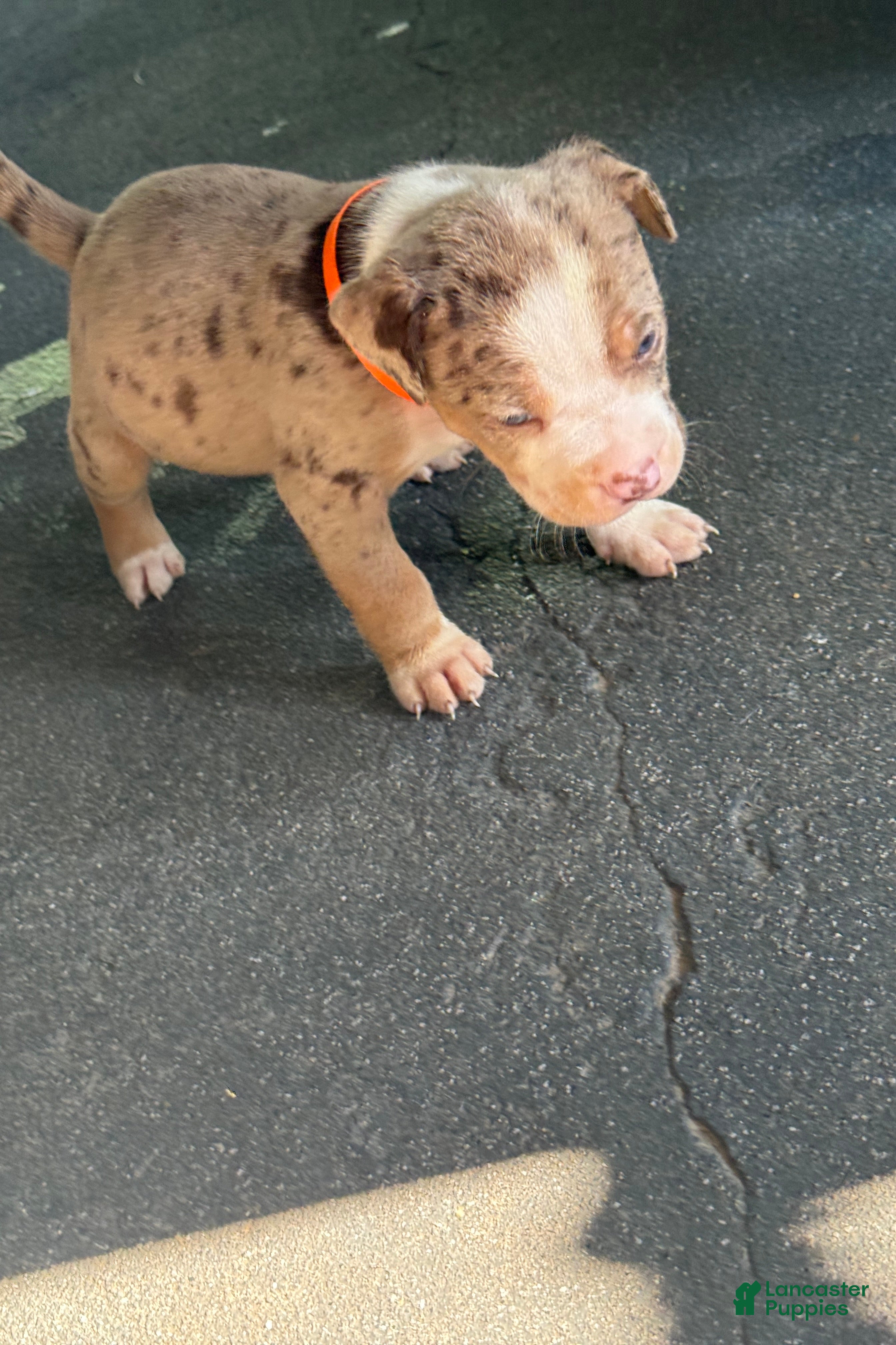 American Bully dogs The Olsen twins / Mary Kate  - Ad 2