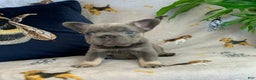 French Bulldog dogs for sale: Lorenzo - Ad 8