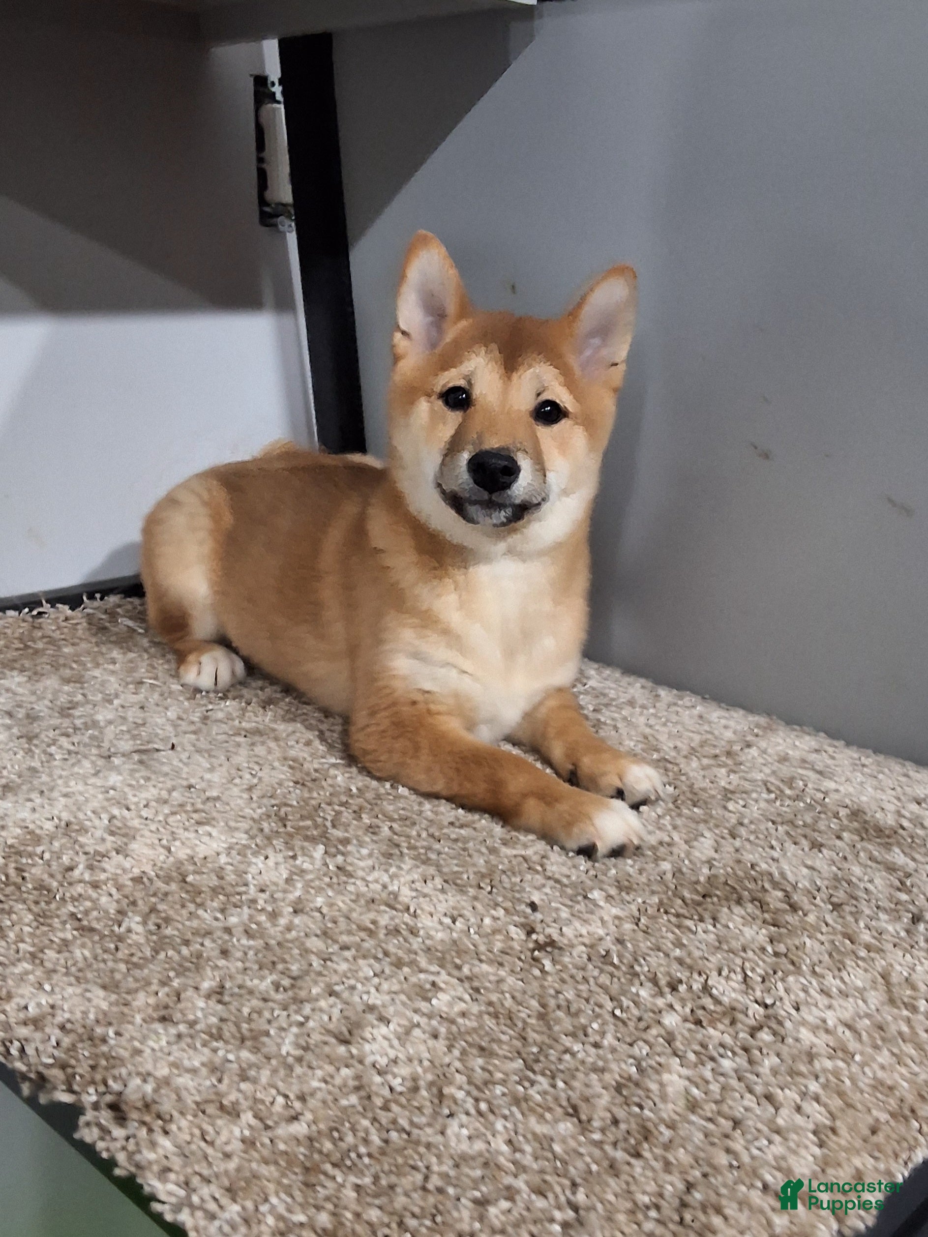 Shiba Inu dogs Tina - Ad 1