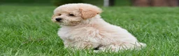Bichpoo dogs for sale: asher - Ad 3