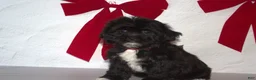 Teddy Bear dogs for sale: Holly  - Ad 1