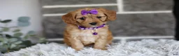 Cavapoo dogs for sale: Rosie - Ad 12