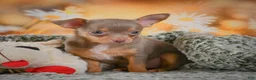 Chihuahua dogs for sale: DJ - Ad 5
