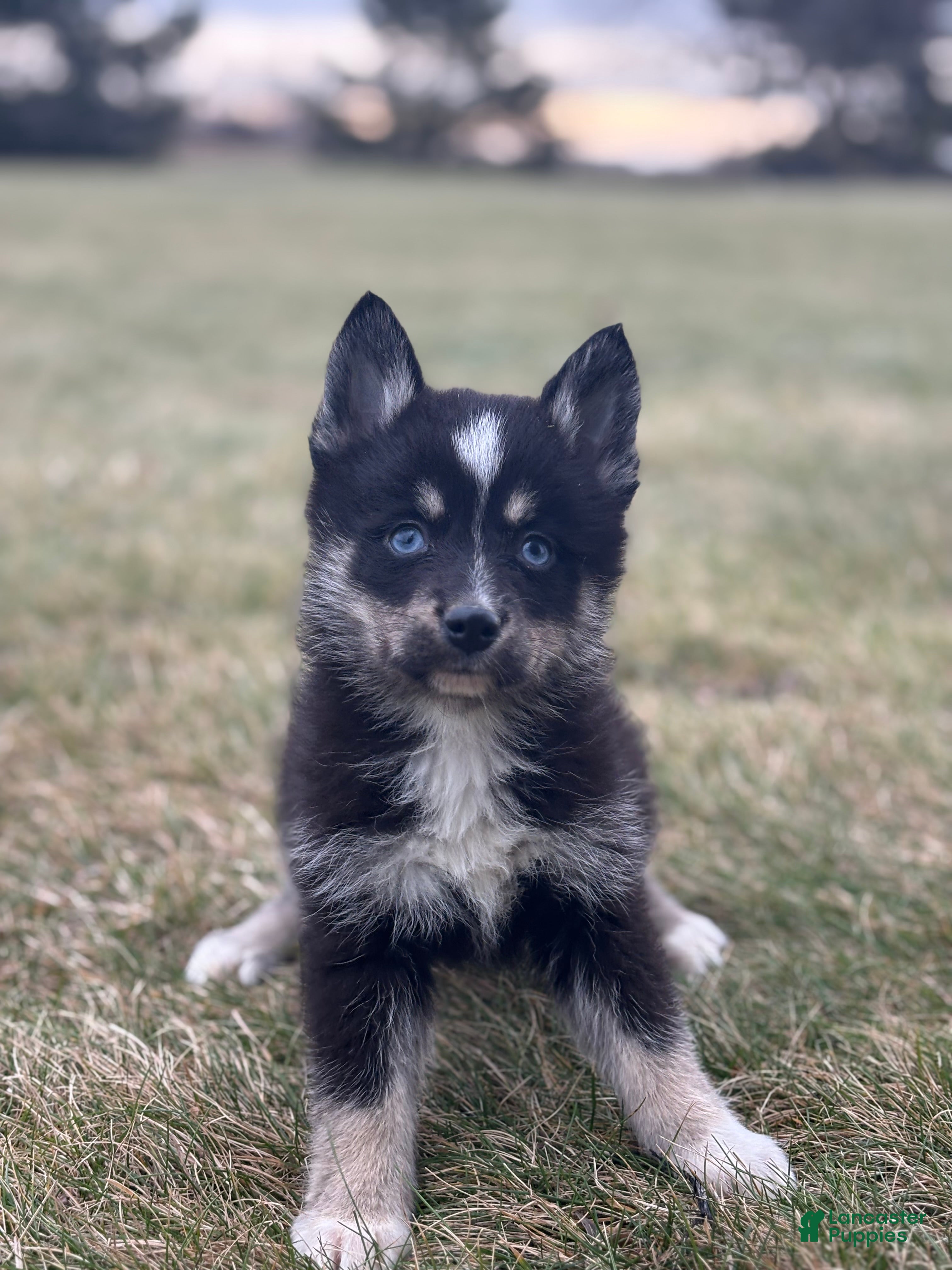 Pomsky dogs Thomas - Ad 5