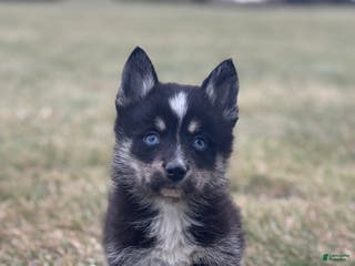 Pomsky dogs Thomas - Ad 1