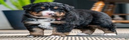 Bernese Mountain Dog dogs for sale: Cambria - Ad 2