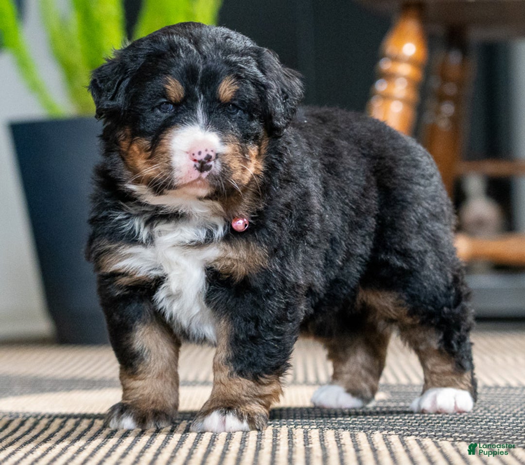 Bernese Mountain Dog dogs for sale: Cambria - Ad 2