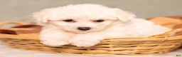 Bichon Frise dogs for sale: Quiet - Ad 5