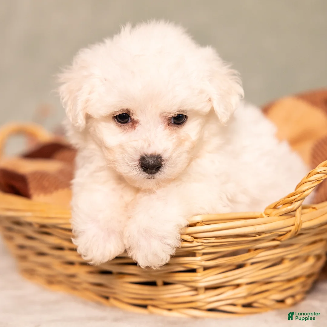 Bichon Frise dogs for sale: Quiet - Ad 5