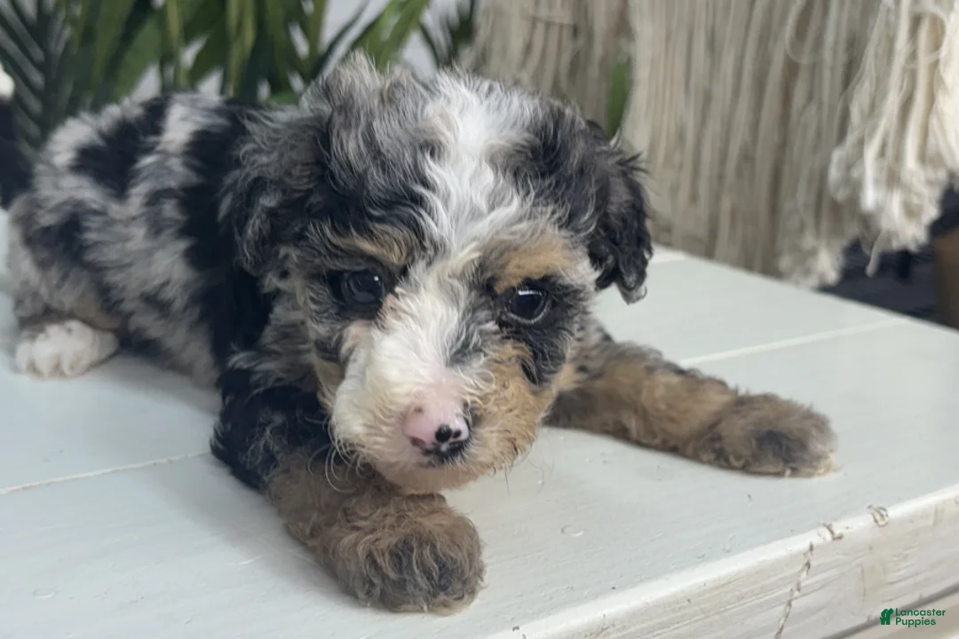 Mini Bernedoodle dogs for sale: Vienna - Ad 2