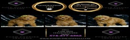 Mini Goldendoodle dogs for sale: Olive F1BB - Ad 6