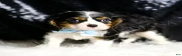 Cavalier King Charles Spaniel dogs for sale: Wrigley - Ad 3