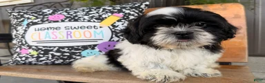 Shane Shih Tzu 