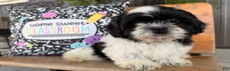 Shih Tzu dogs for sale: Shane Shih Tzu  - Ad 1