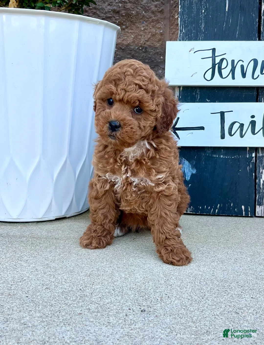 Miniature Poodle dogs for sale: Baby Jasmine❤️🐾AKC Registered❤️Genetic Tested❤️Call 717-529-1907 - Ad 2