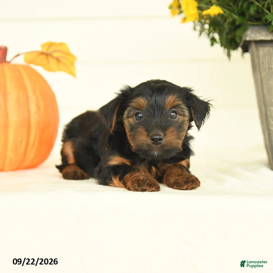 Yorkshire Terrier dogs for sale: Buddy - Ad 2
