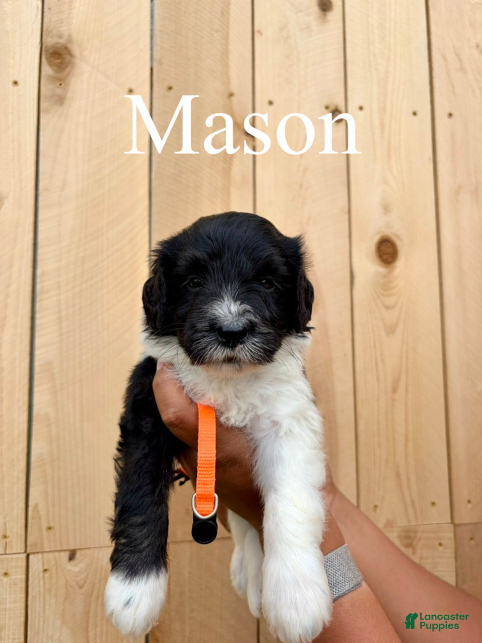 Mixed Breed dogs Mason - Ad 2