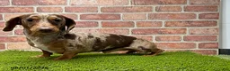 Dachshund dogs for sale: Rhea - Ad 5