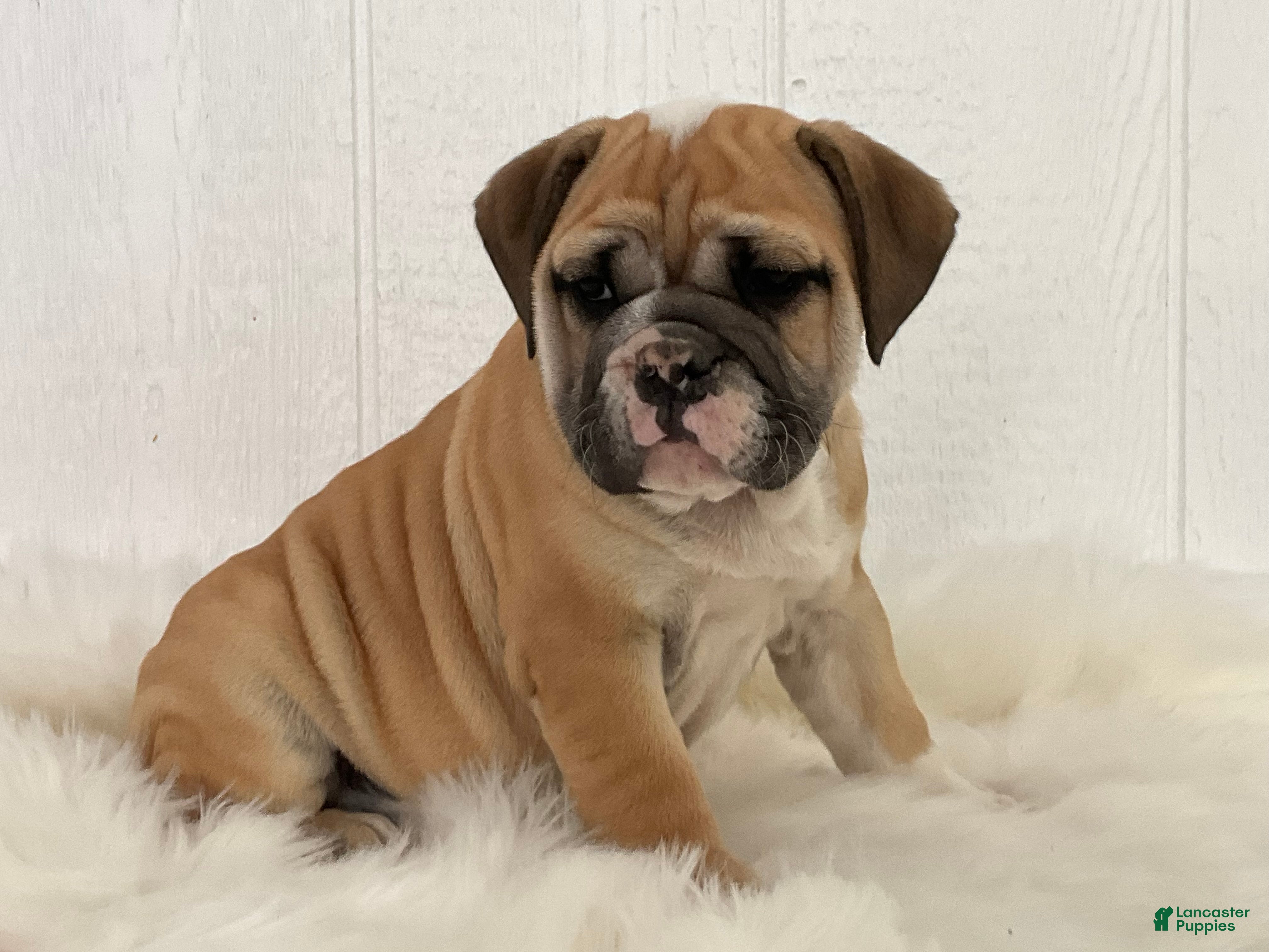 English Bulldog dogs Valerie  - Ad 1