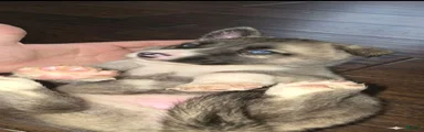Gerberian Shepsky 1